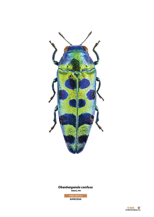 Obenbergerula confusa