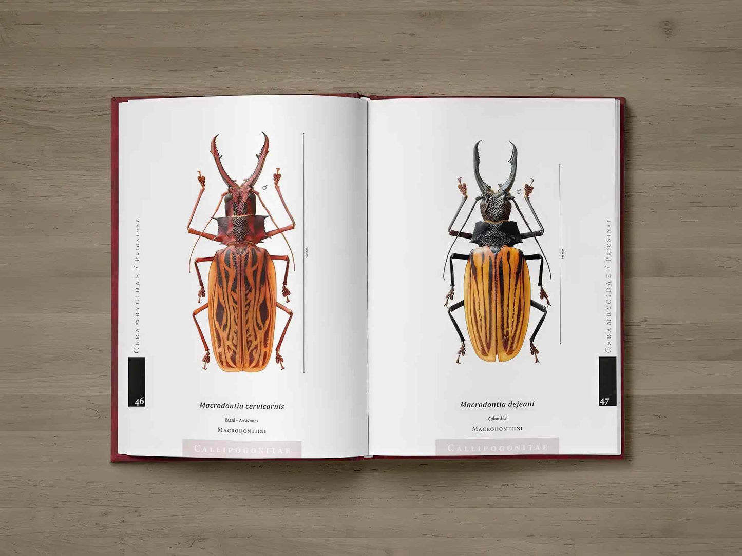 Piluny - Největší tesaříci světa, Cerambycidae