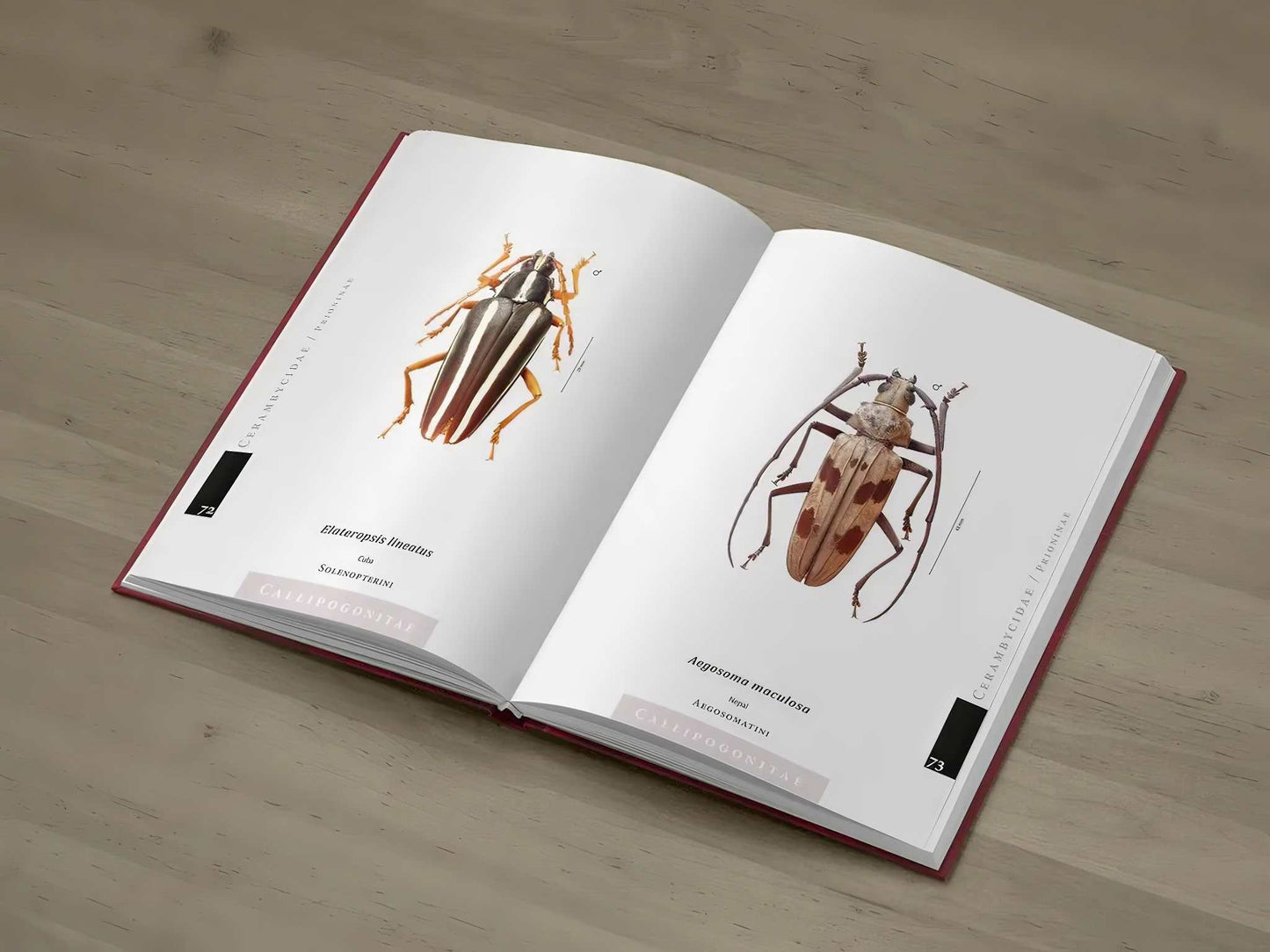 Piluny - Největší tesaříci světa, Cerambycidae