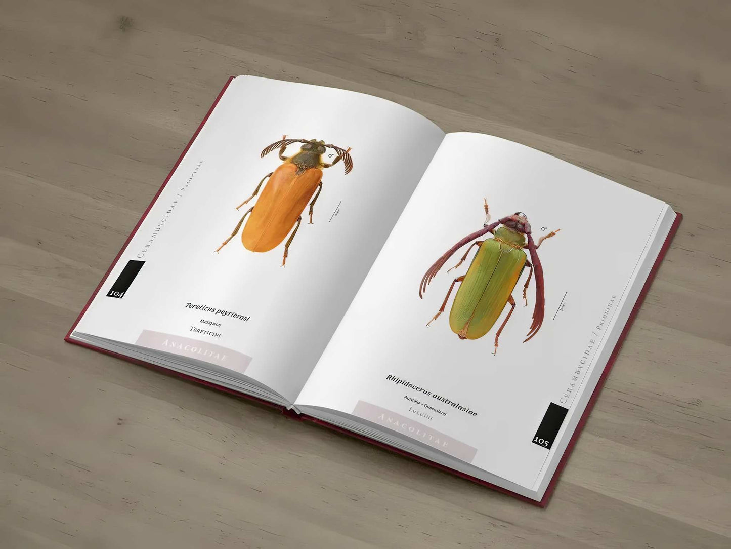 Piluny - Největší tesaříci světa, Cerambycidae