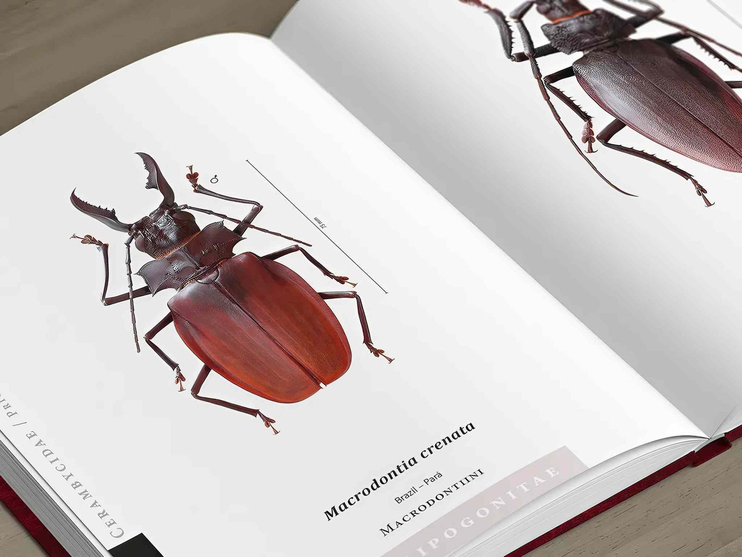 Piluny - Největší tesaříci světa, Cerambycidae