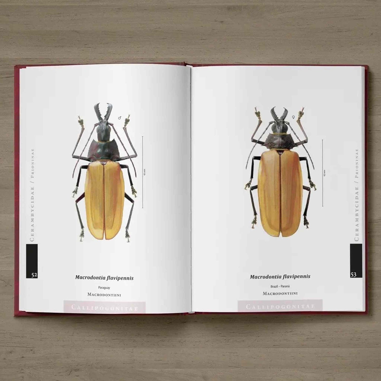 Piluny - Největší tesaříci Jižní Ameriky