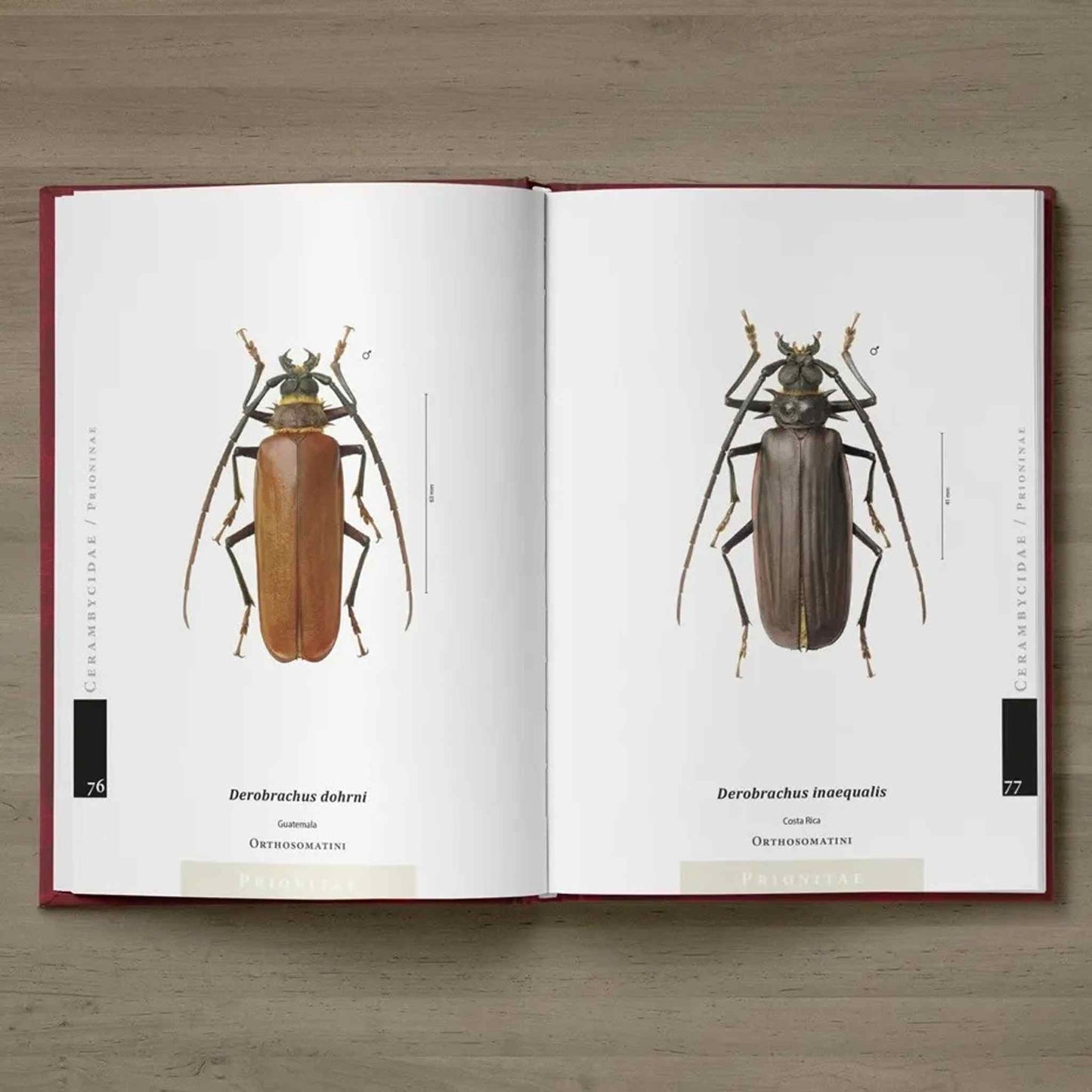 Piluny - Největší tesaříci Jižní Ameriky