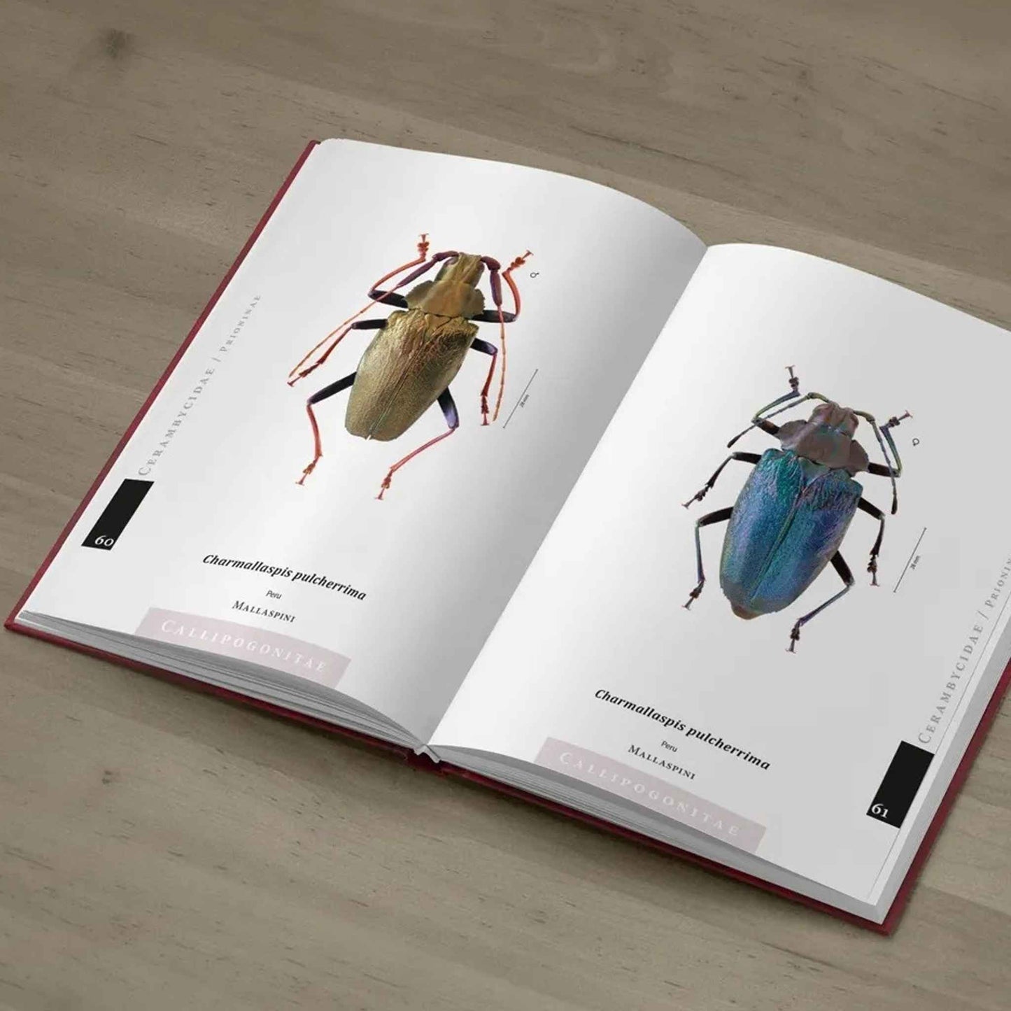 Piluny - Největší tesaříci Jižní Ameriky