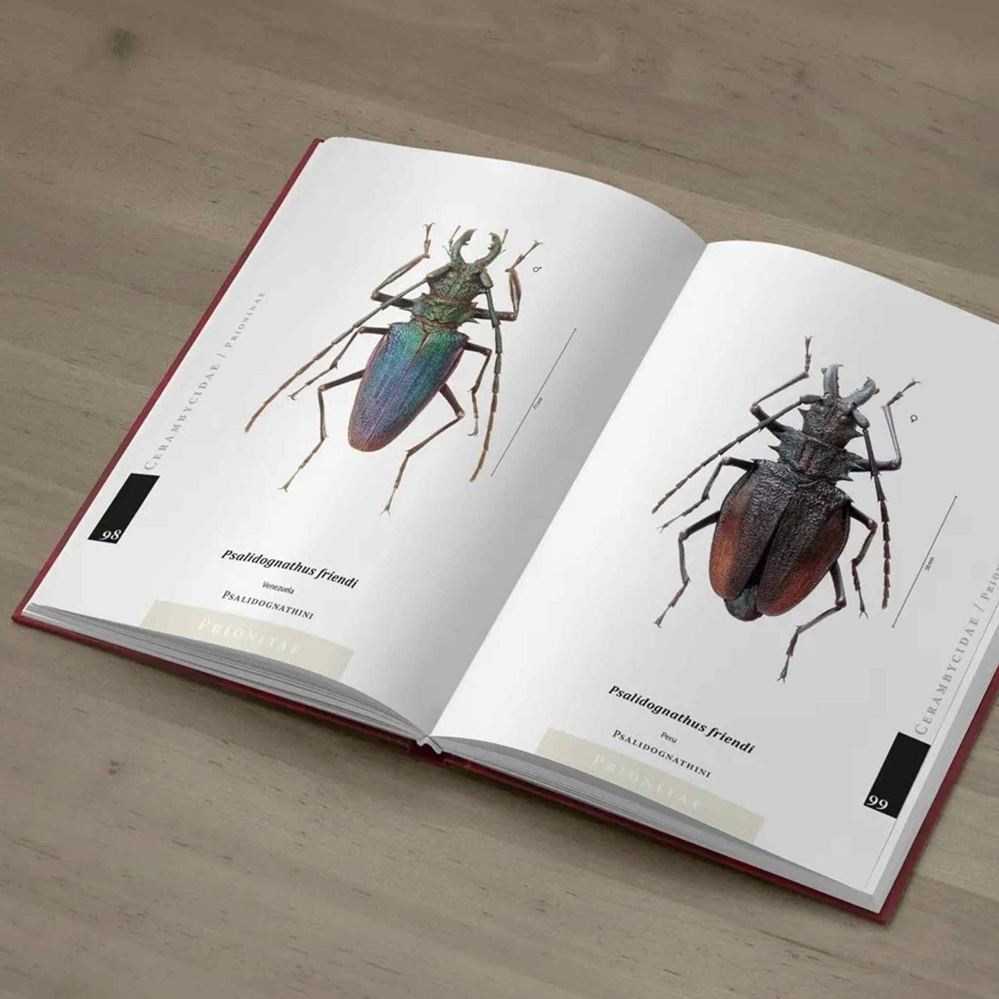 Piluny - Největší tesaříci Jižní Ameriky