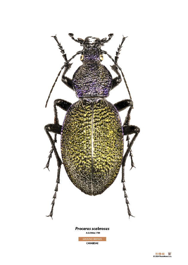 Procerus scabrosus