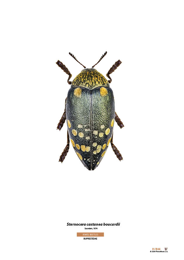 Sternocera castanea boucardii