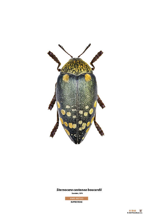 Sternocera castanea boucardii