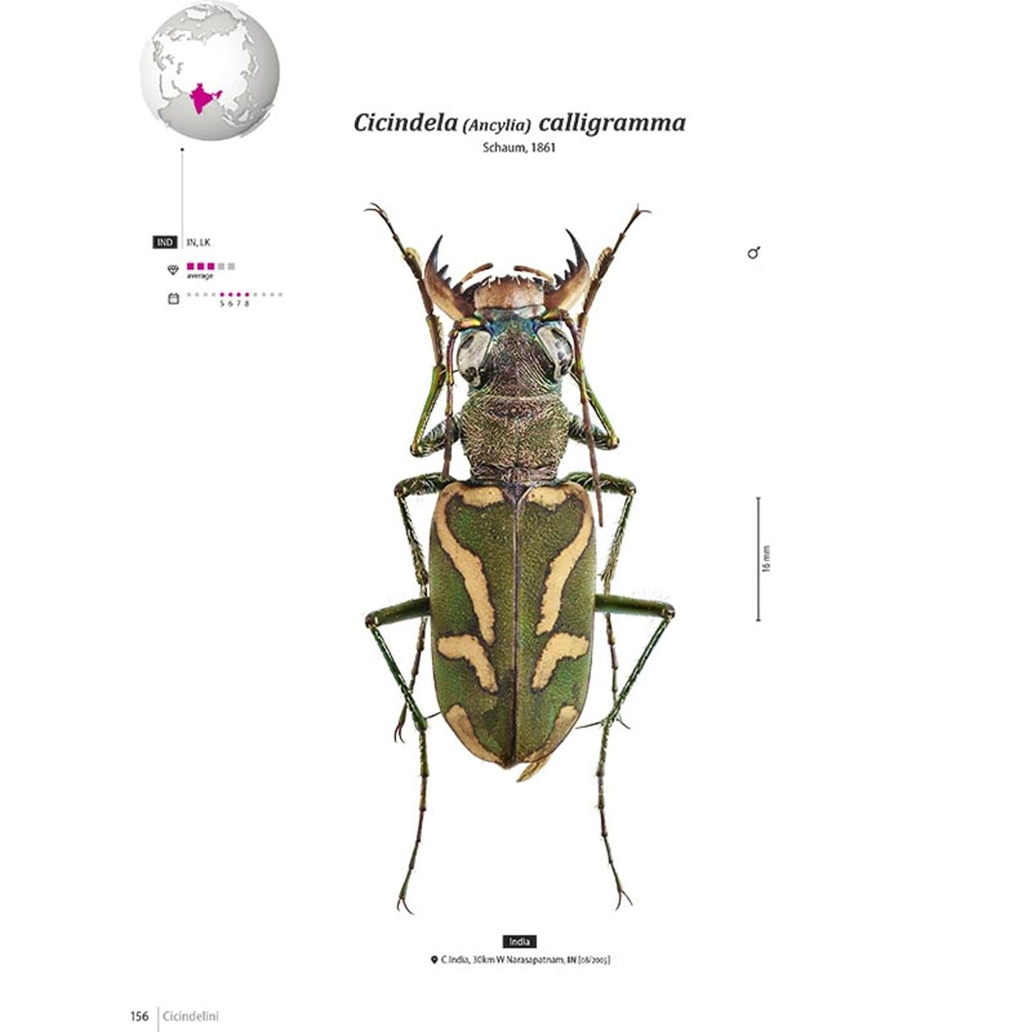 Svižníci Orientu, Cicindelidae