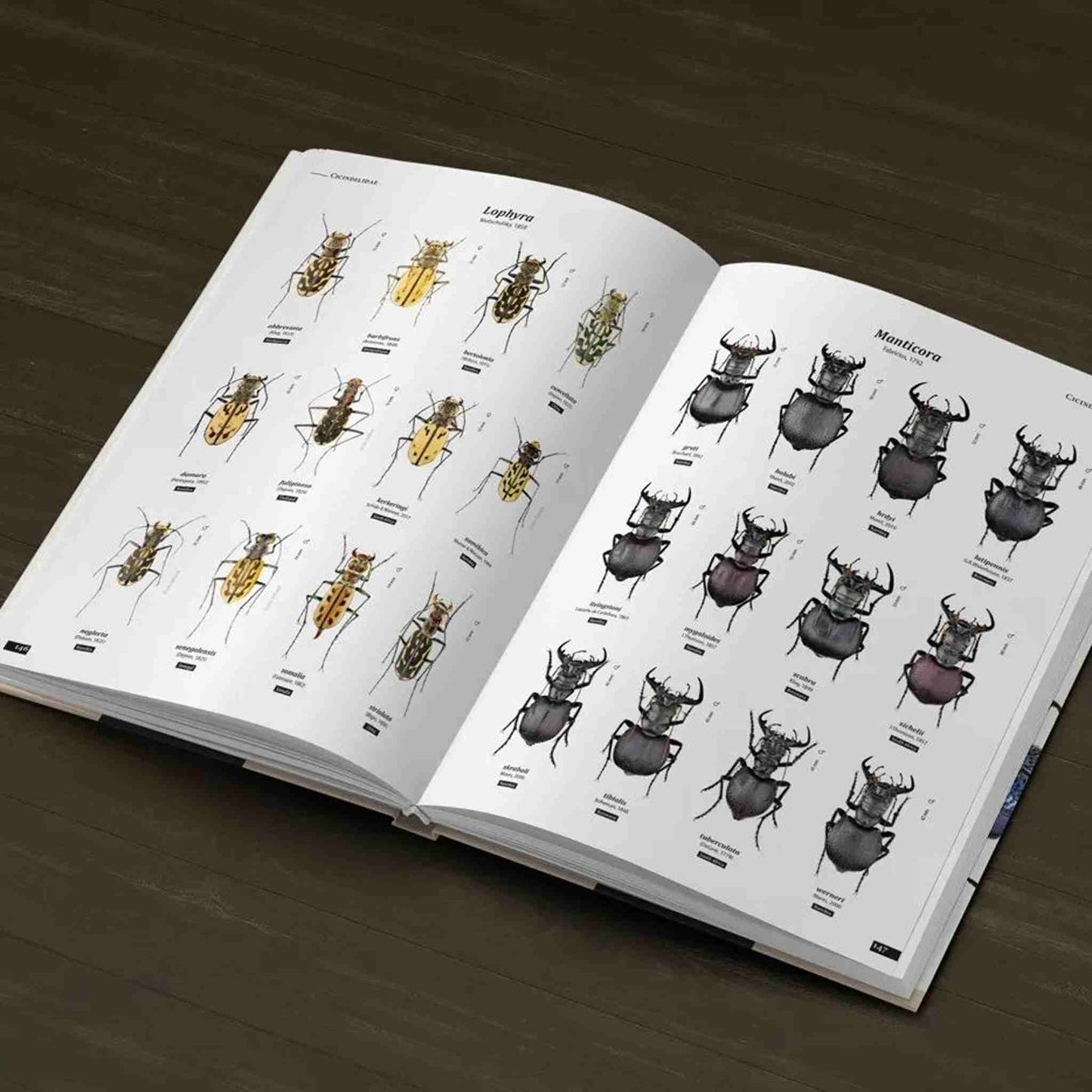 Svižníci světa  - rody Cicindelidae