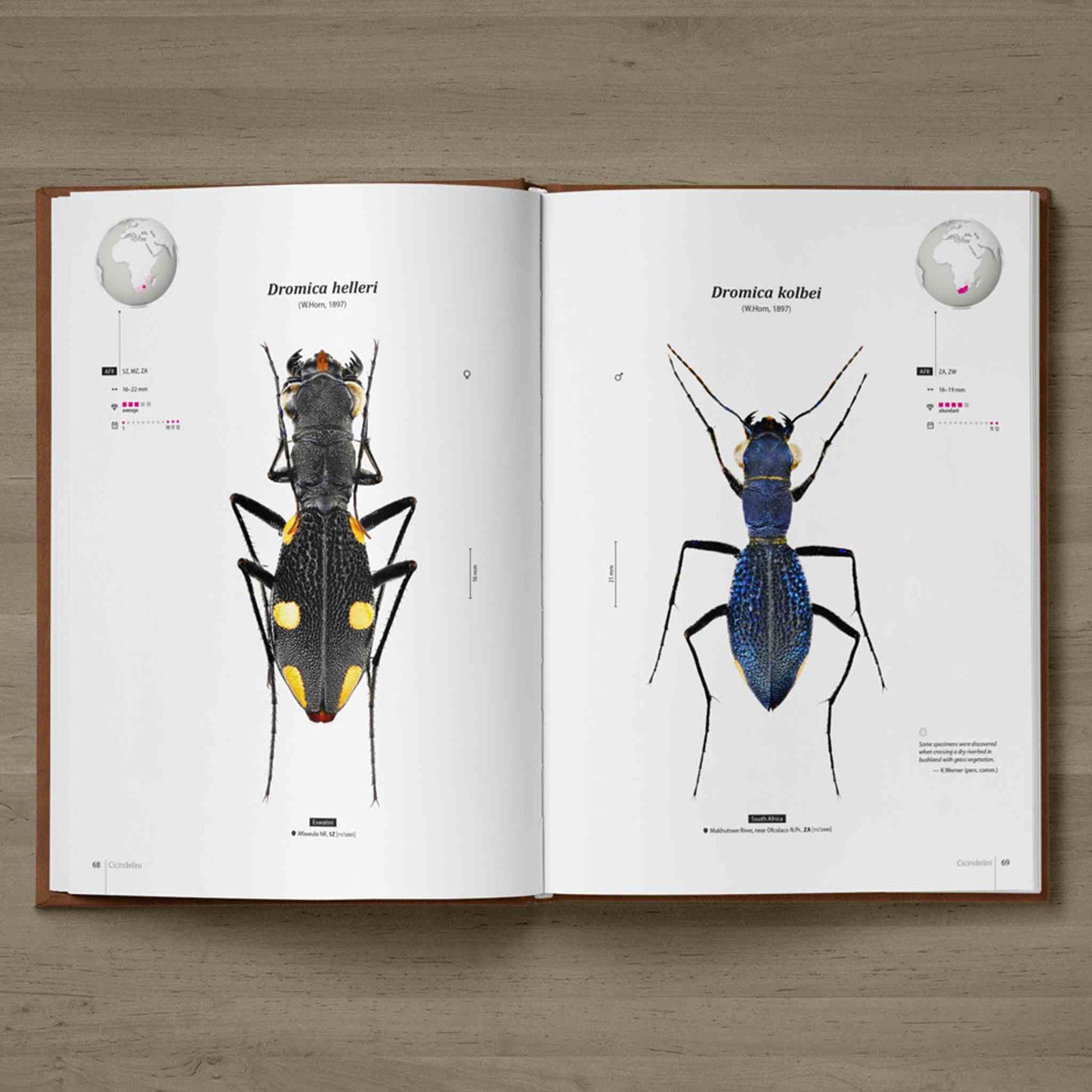 Svižníci Afriky - Tygři, Cicindelidae