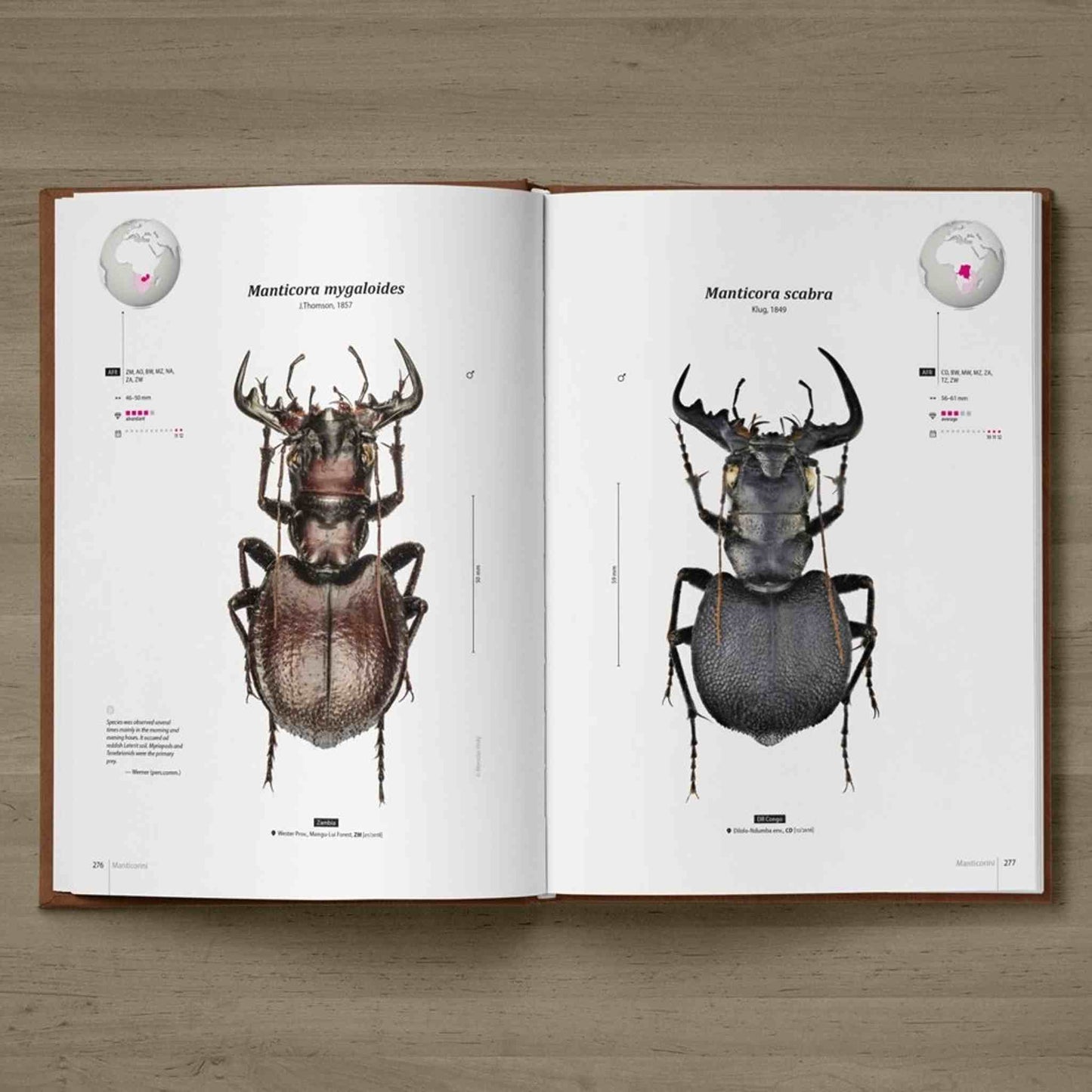 Svižníci Afriky - Tygři, Cicindelidae