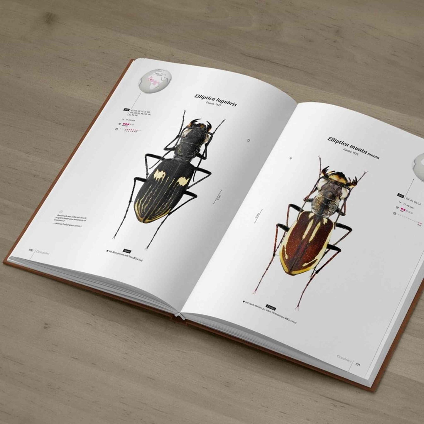 Svižníci Afriky - Tygři, Cicindelidae