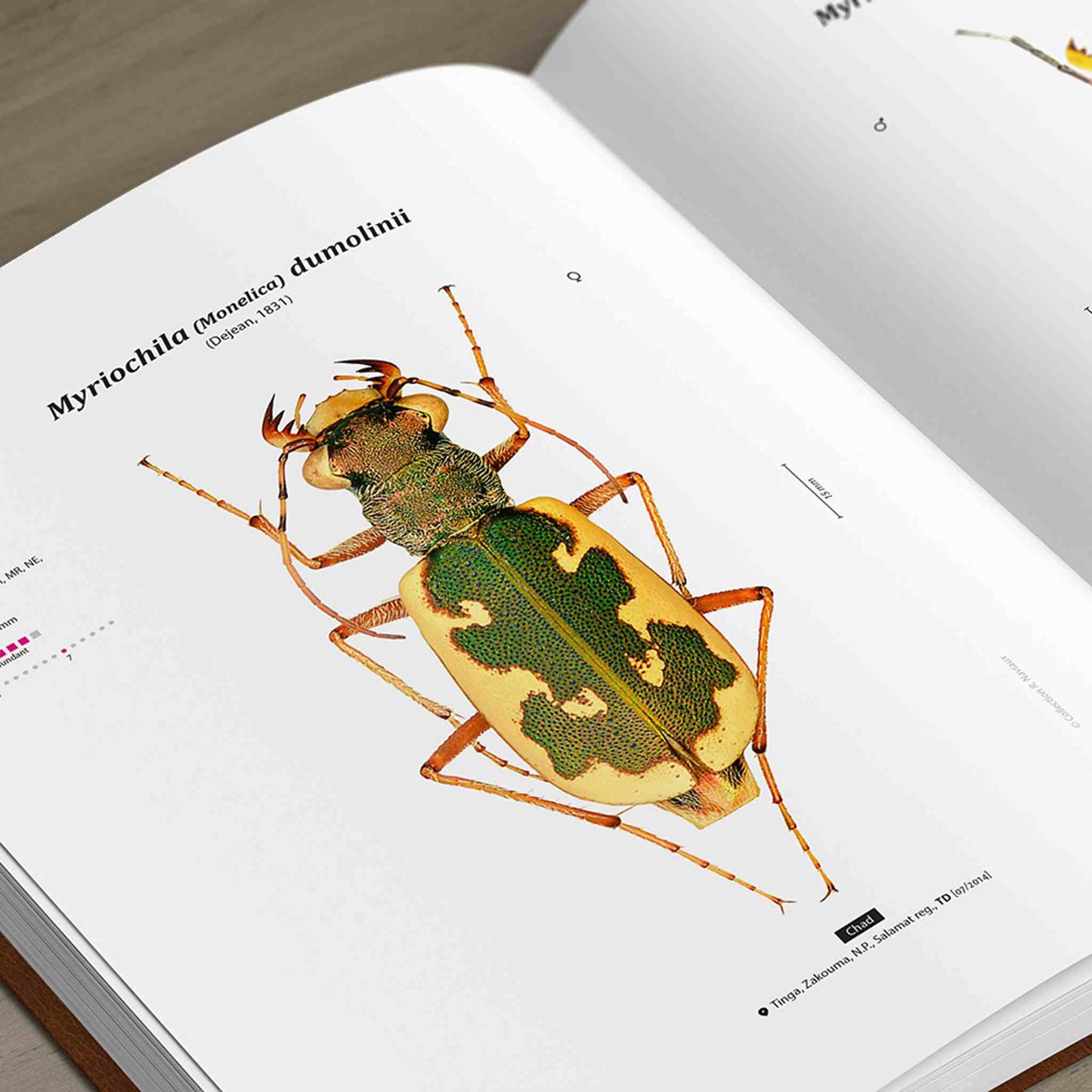 Svižníci Afriky - Tygři, Cicindelidae