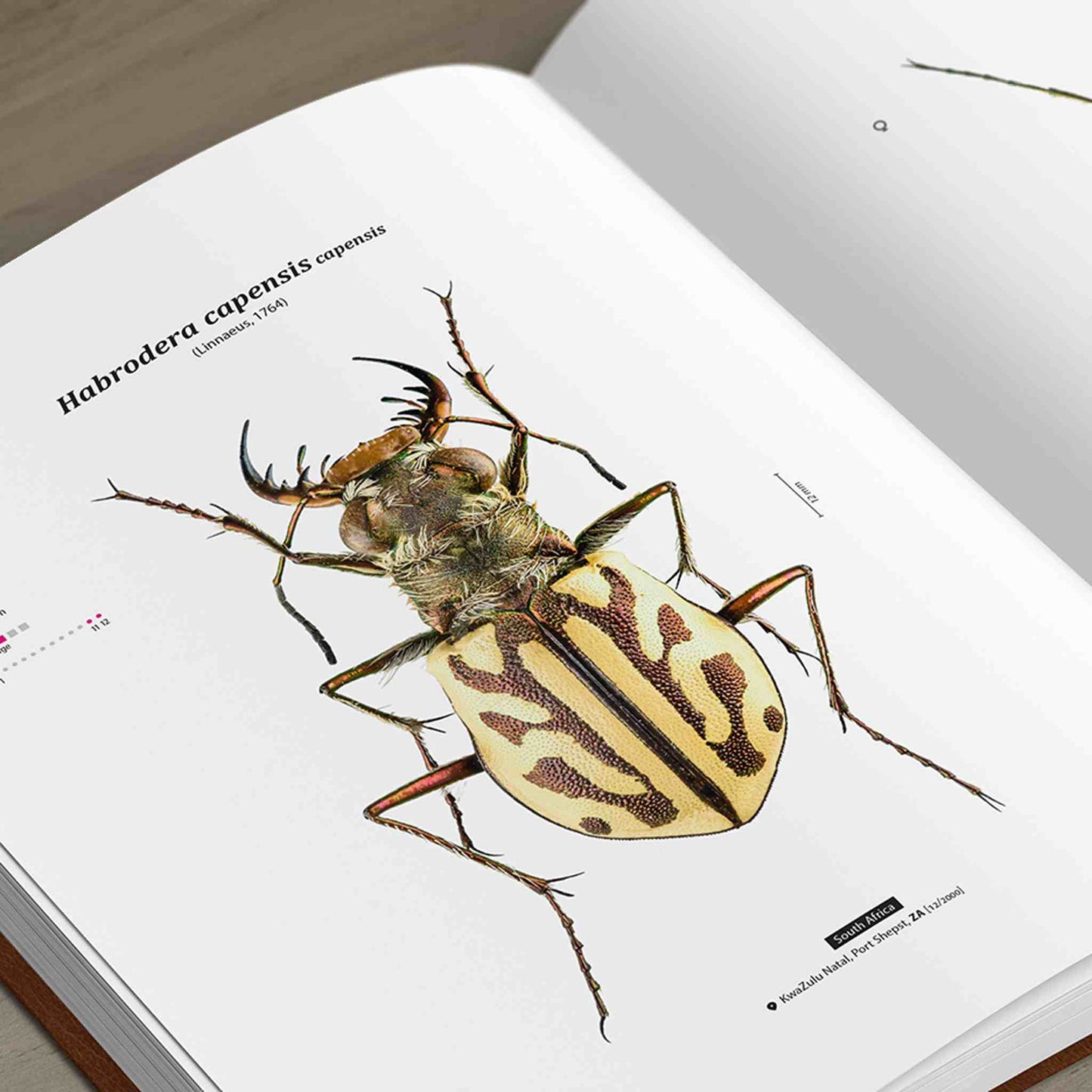 Svižníci Afriky - Tygři, Cicindelidae