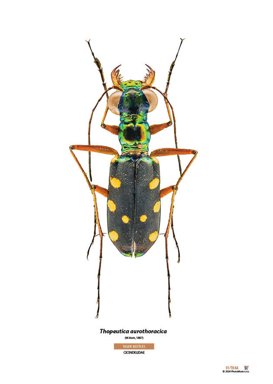 Thopeutica aurothoracica