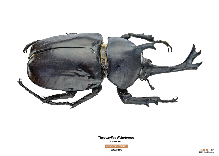 Thypoxyllus dichotomus